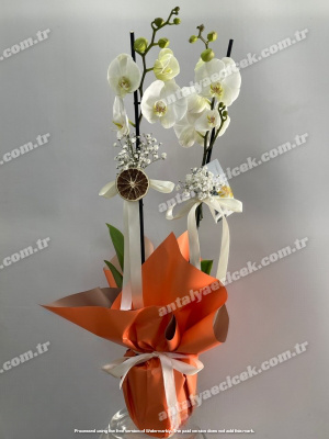 2 Dallı Beyaz Orkide Turuncu Ambalajda