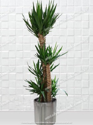 Saksı Yuka 5 Köklü