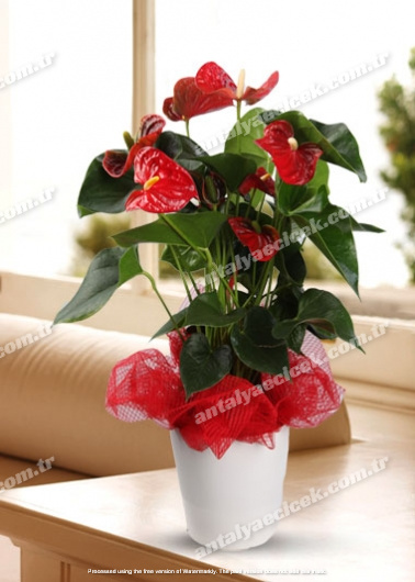 Antoryum Saksı Çiçeği