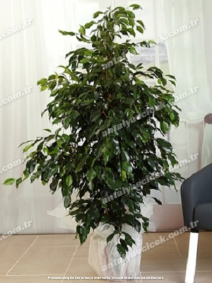 Benjamin Saksı Çiçeği140 cm 