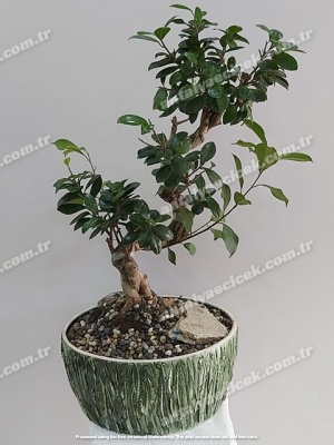 Bonsai Çiçeği