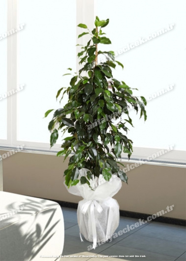 Ficus Benjamin 90 cm