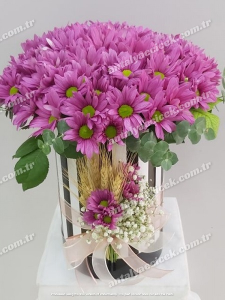 Kutuda Fuşya Papatyalar