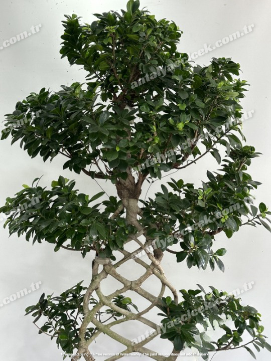 Ficus Örgülü Bonzai 150 cm