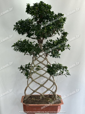 Ficus Örgülü Bonzai 150 cm