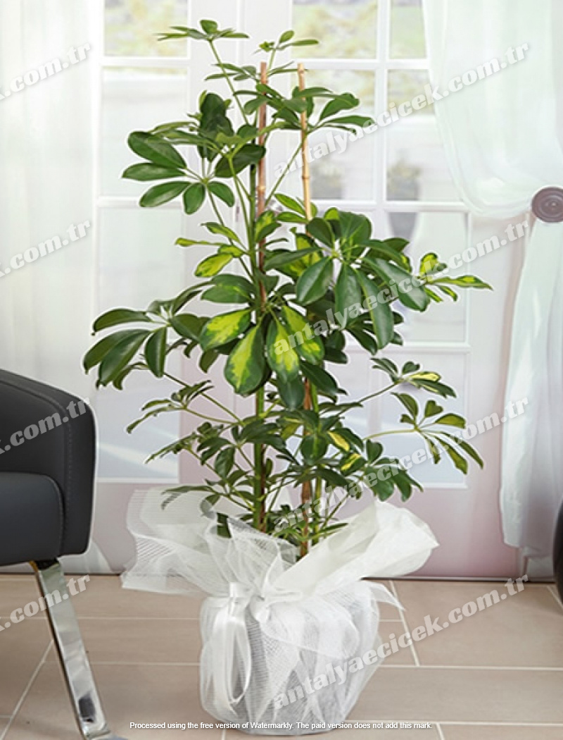 Şeflera ( Schefflera) Saksı Çiçeği