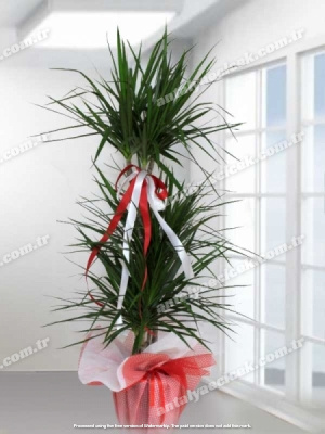 3lü Dracena Marginata